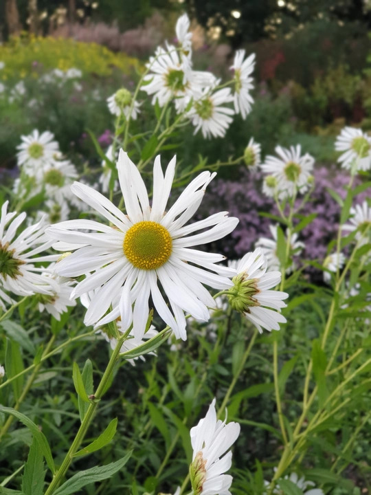 Leucanthemella serotina
