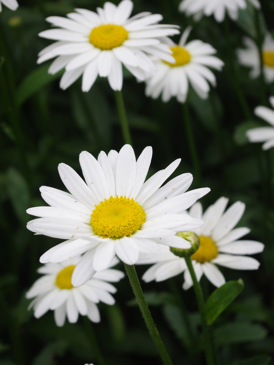 Leucanthemum x superbum 'Becky' 