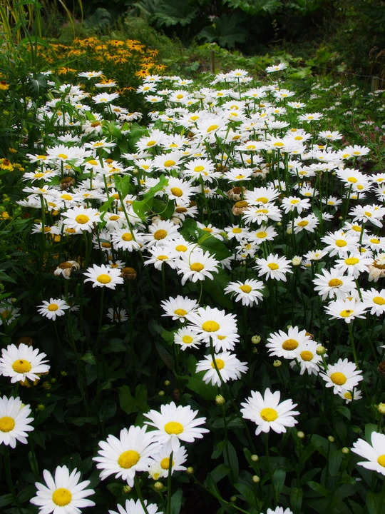 Leucanthemum x superbum 'Becky' 