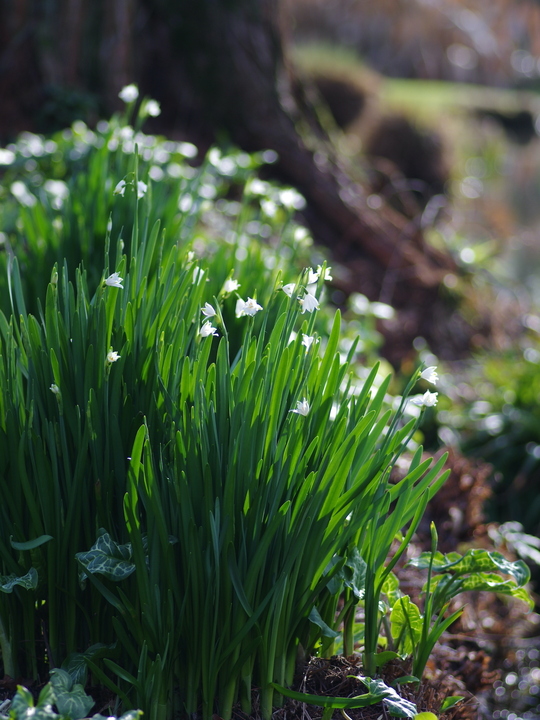 Leucojum aestivum 'Gravetye Giant' (DB)