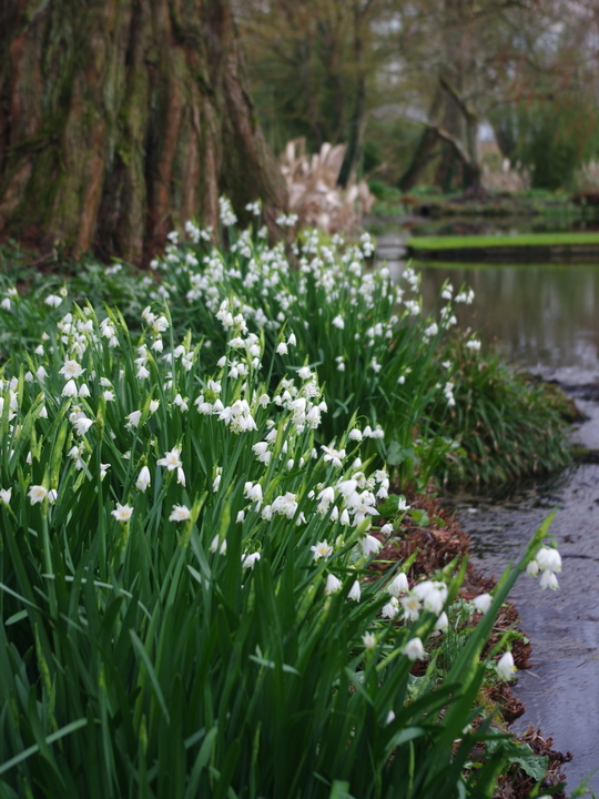 Leucojum aestivum 'Gravetye Giant' (DB)