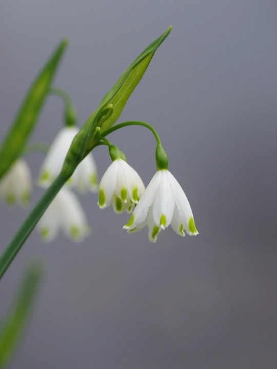 Leucojum aestivum 'Gravetye Giant'