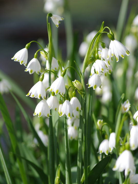 Leucojum aestivum 'Gravetye Giant' (DB)