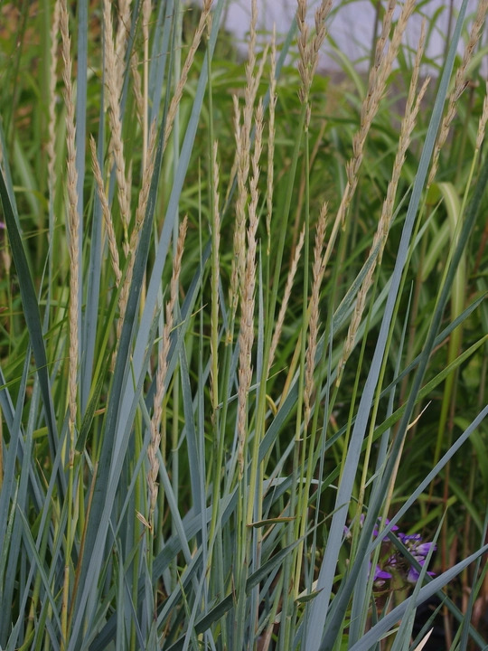 Leymus arenarius