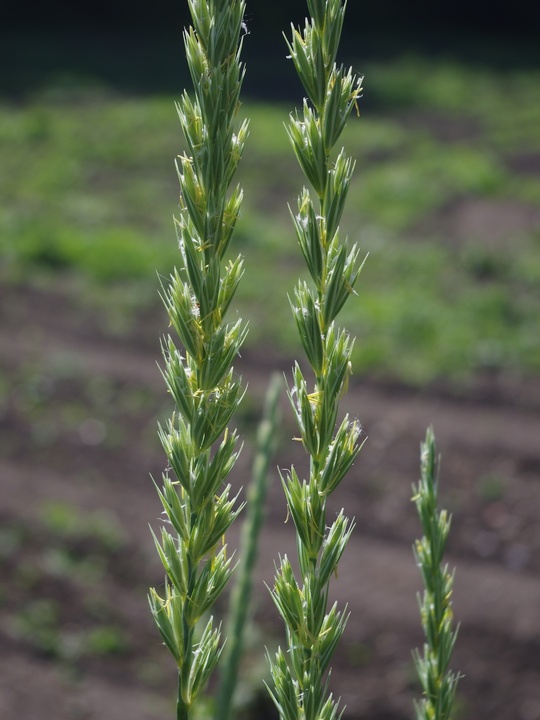 Leymus arenarius