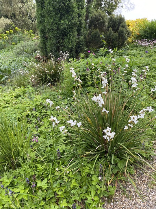 Libertia chilensis