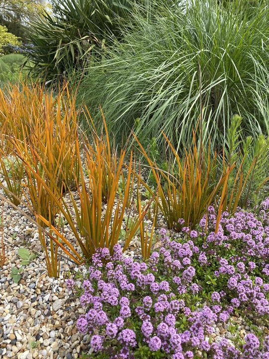 Libertia peregrinans 