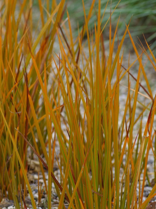 Libertia peregrinans 