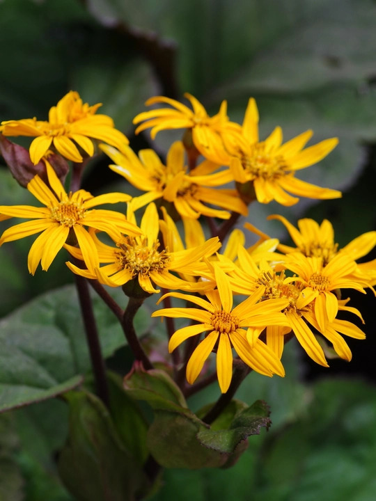 Ligularia dentata 'Desdemona'