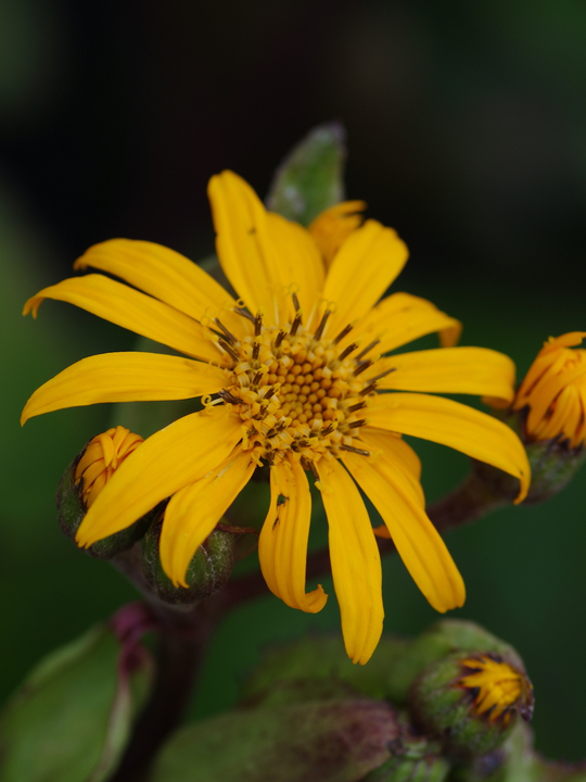 Ligularia dentata 'Desdemona'