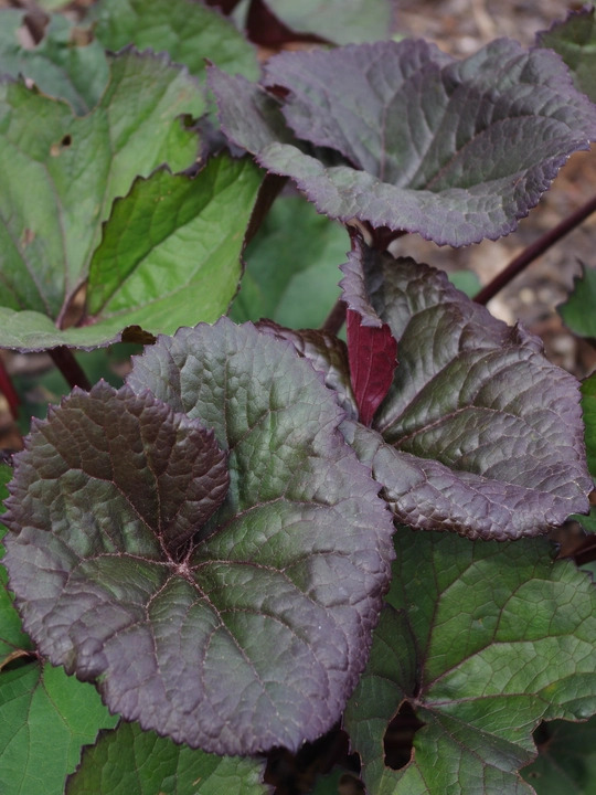 Ligularia dentata 'Desdemona'
