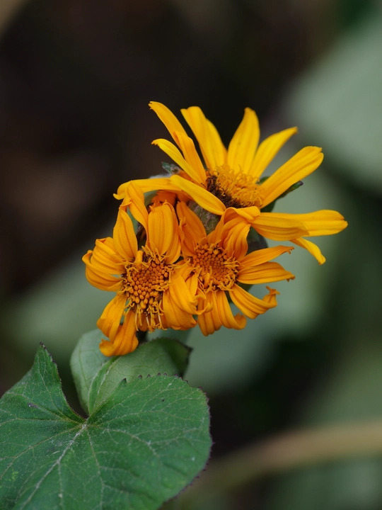 Ligularia dentata seedlings