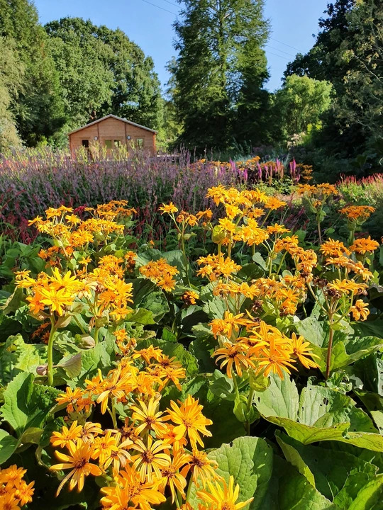 Ligularia dentata seedlings