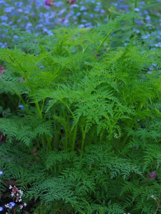 Ligusticopsis wallichiana (our original form)