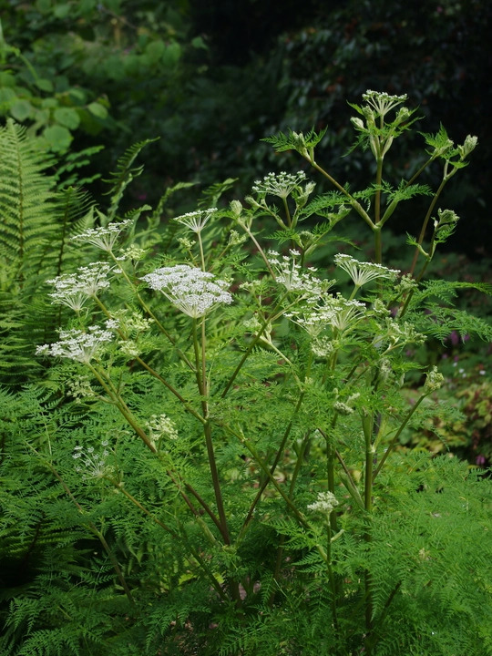 Ligusticopsis wallichiana (our original form)