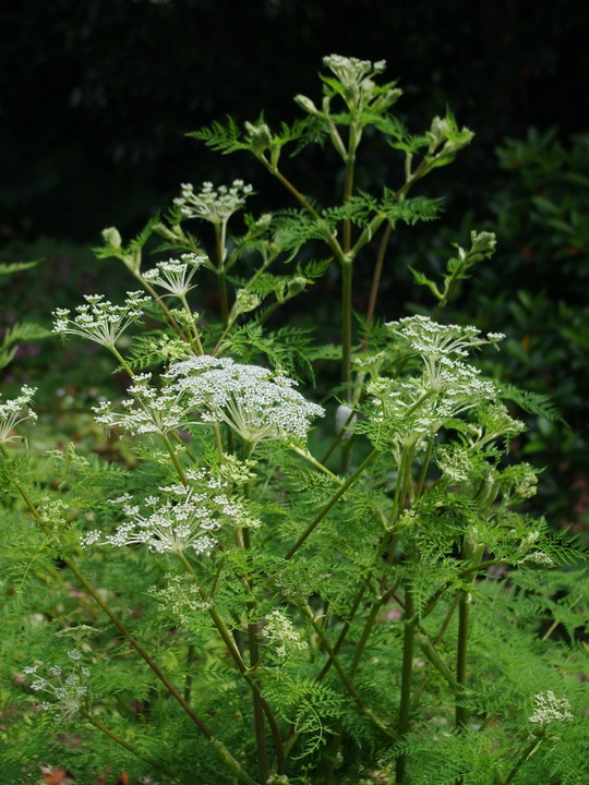 Ligusticopsis wallichiana (our original form)