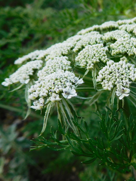 Ligusticopsis wallichiana