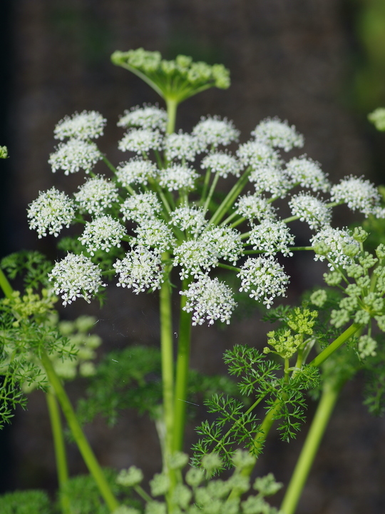 Ligusticum lucidum 