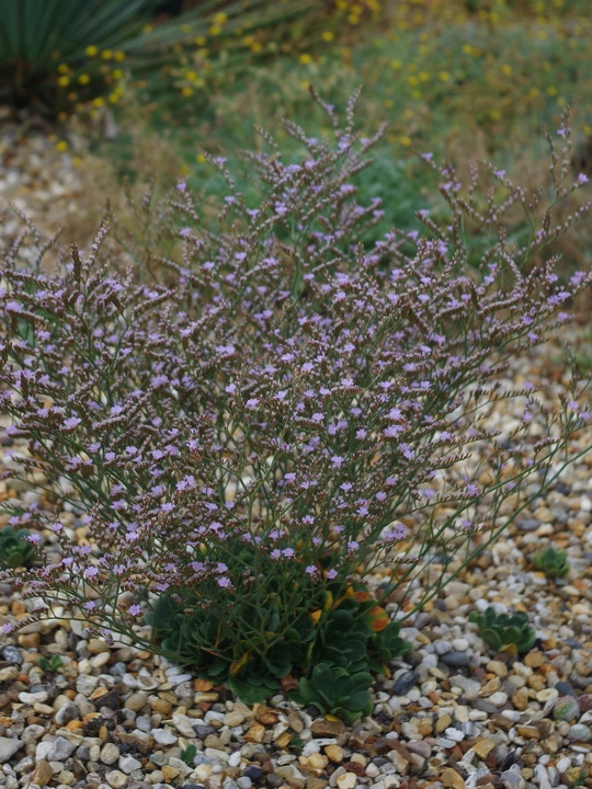 Limonium bellidifolium