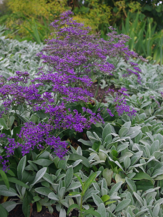 Limonium platyphyllum 'Violetta'