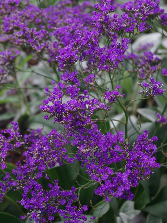 Limonium platyphyllum 'Violetta'