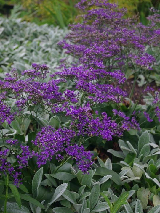 Limonium platyphyllum 'Violetta'