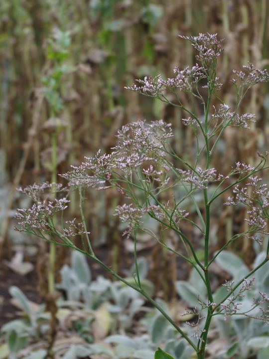 Limonium platyphyllum 'Violetta'