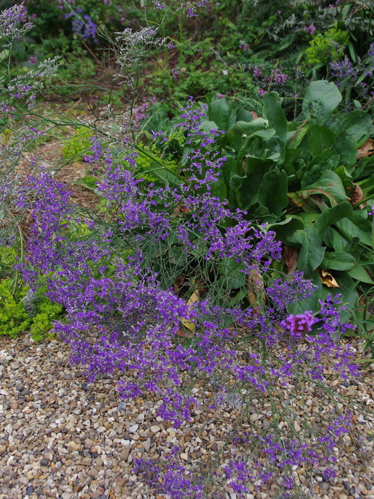 Limonium platyphyllum 'Violetta'