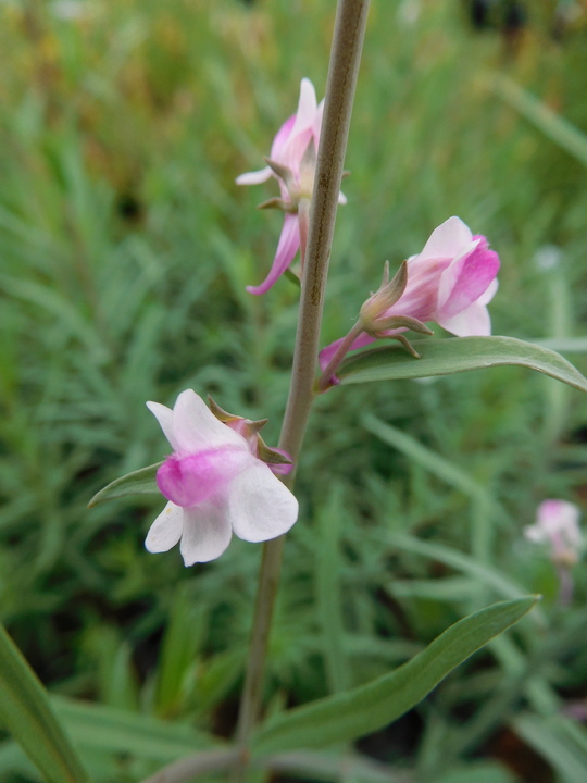 Linaria 'Lucy's Pink'