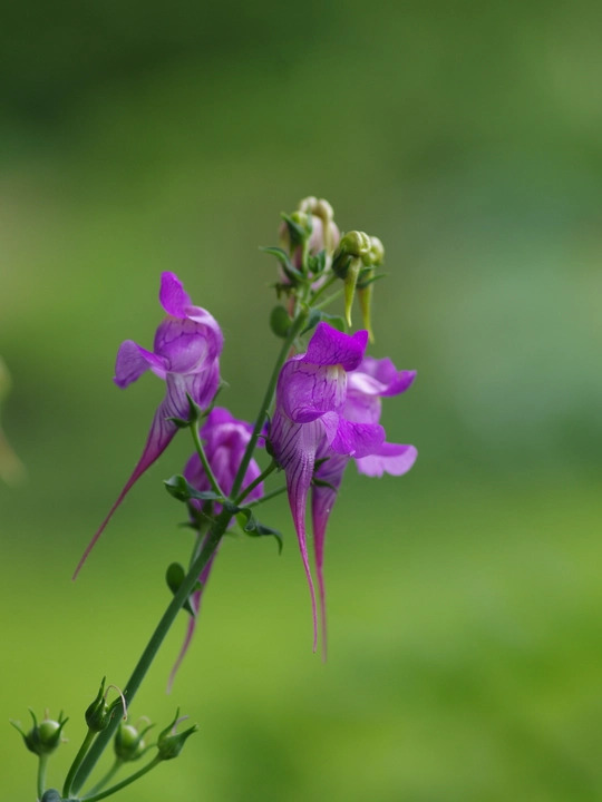 Linaria triornithophora