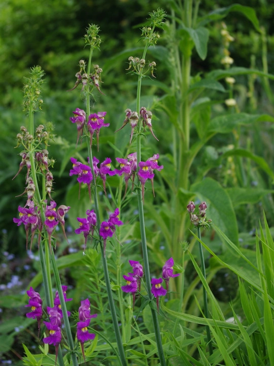Linaria triornithophora