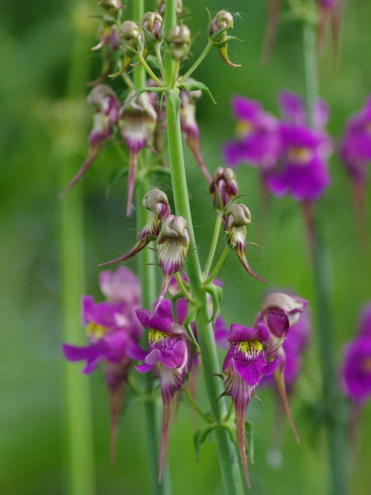 Linaria triornithophora