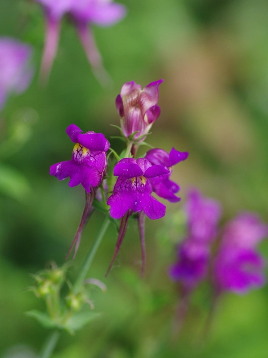 Linaria triornithophora