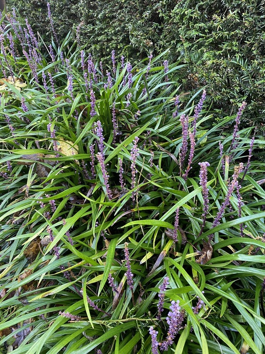 Liriope muscari
