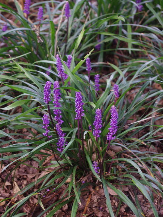 Liriope muscari
