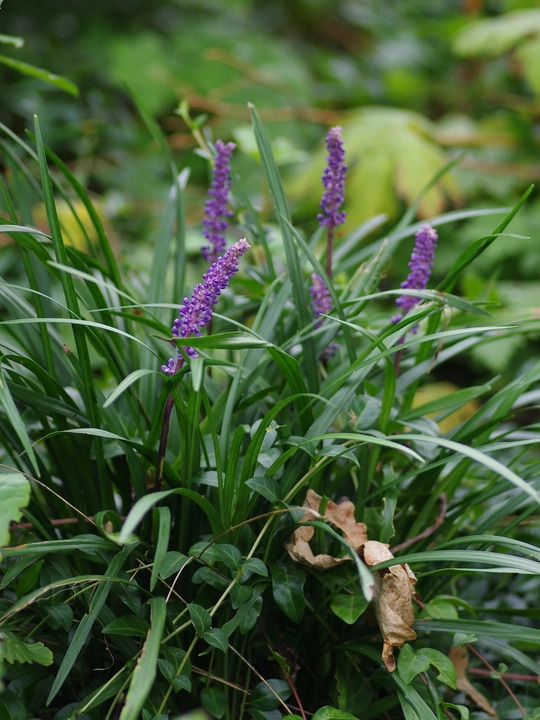 Liriope muscari