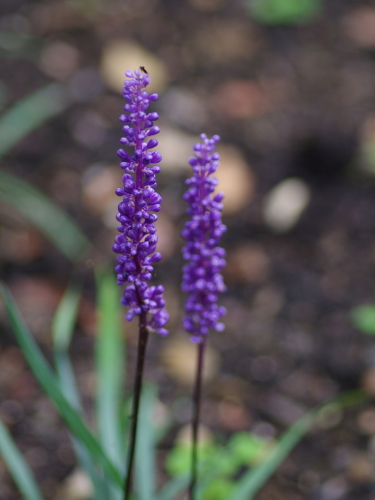 Liriope muscari