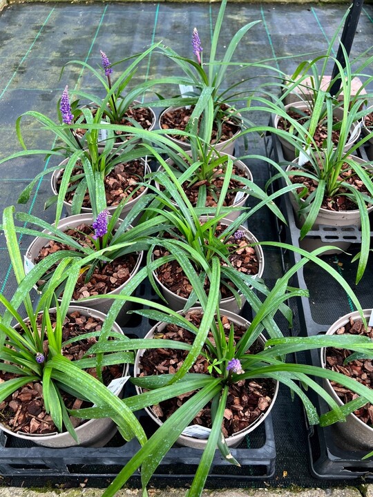 Liriope muscari 'Royal Purple'