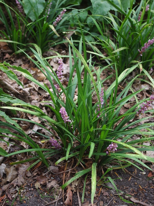 Liriope muscari 'Samantha' 