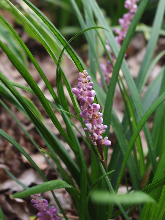 Liriope muscari 'Samantha' 