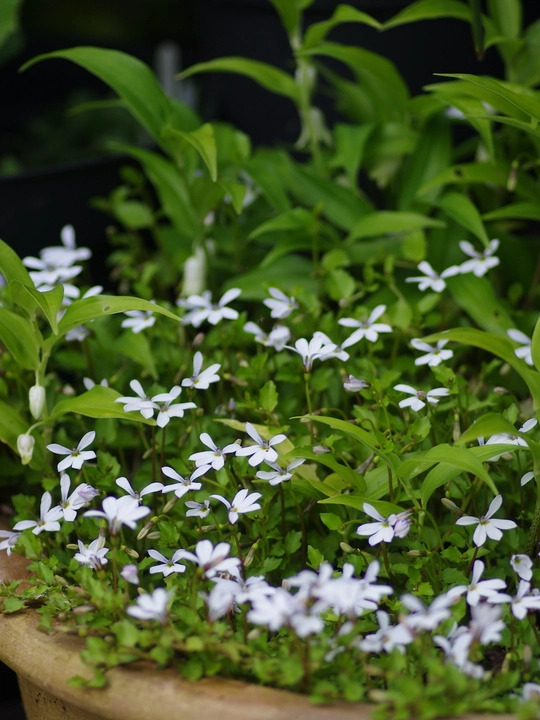 Lobelia angulata 'Treadwellii'