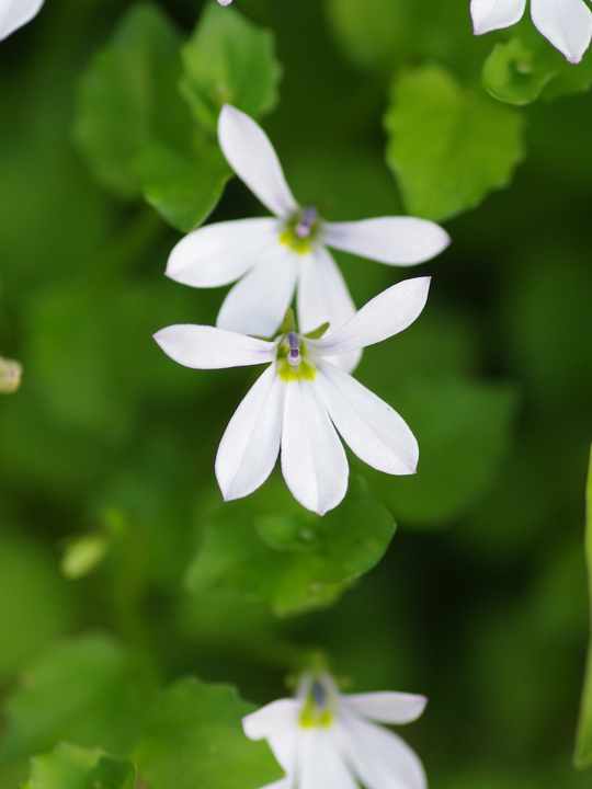 Lobelia angulata 'Treadwellii'