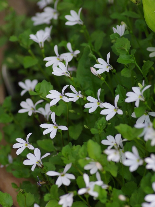 Lobelia angulata 'Treadwellii'
