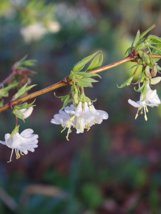 Lonicera × purpusii