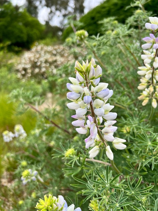 Lupinus arboreus (blue form)