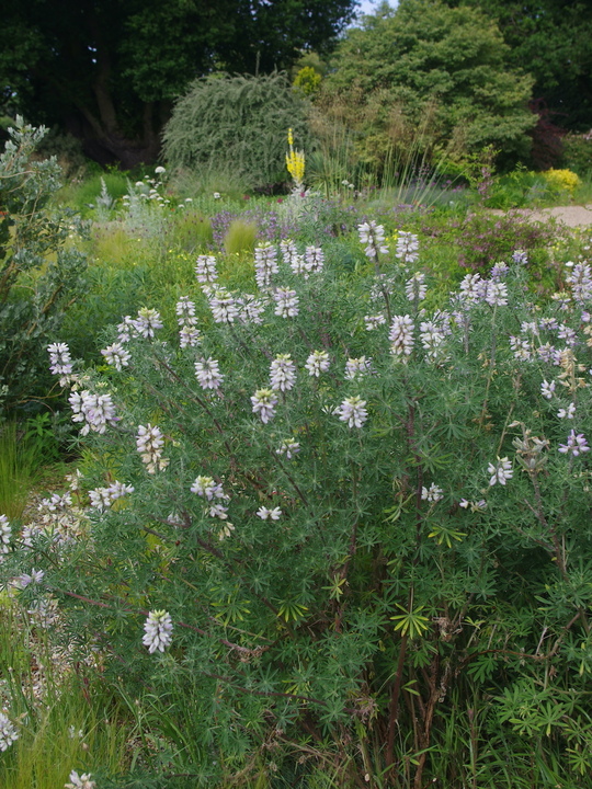 Lupinus arboreus (blue form)