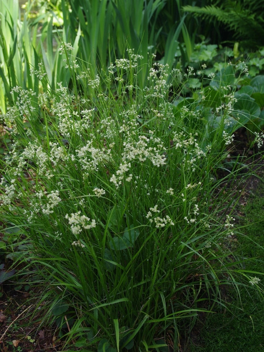 Luzula nivea