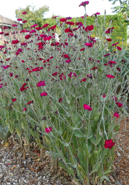 Silene coronaria Atrosanguinea Group