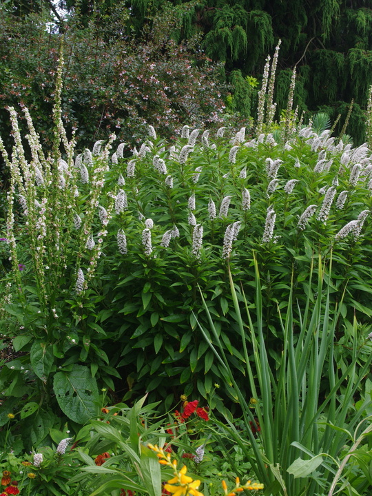 Lysimachia clethroides