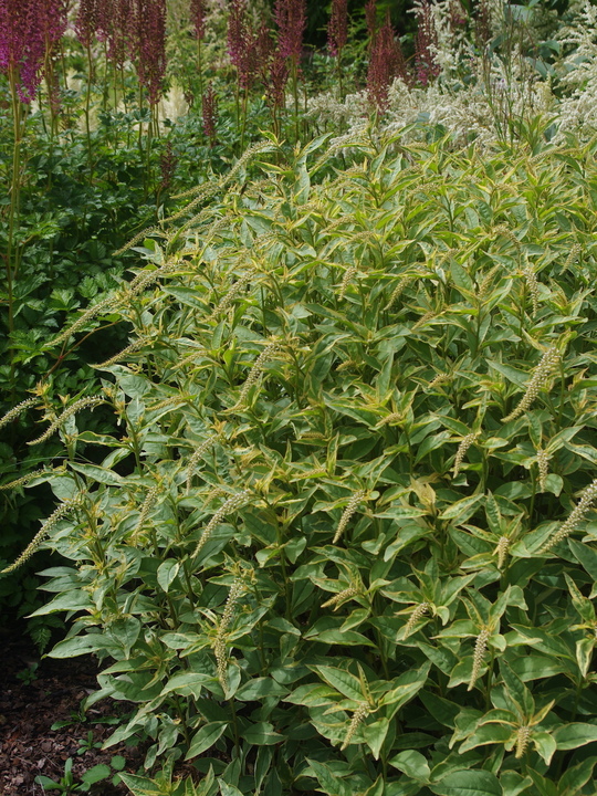 Lysimachia clethroides 'Geisha'